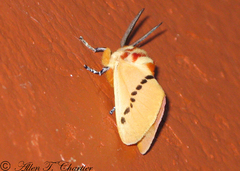 Trosia nigropunctigera