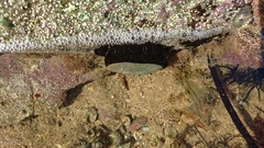 Scutus antipodes