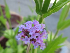 Verbena bonariensis