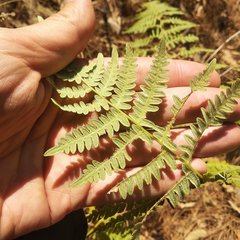 Pteridium aquilinum feei
