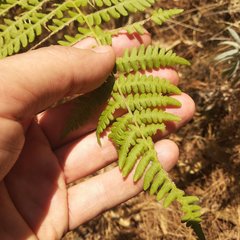 Pteridium aquilinum feei