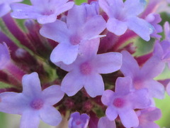 Verbena bonariensis