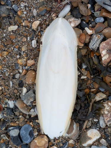 Sepia officinalis