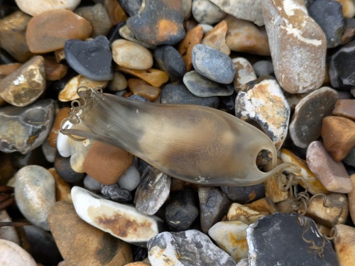 Scyliorhinus canicula