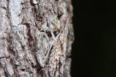 Amyclinae