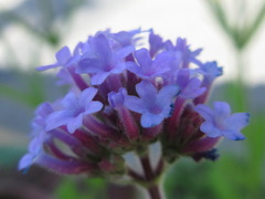Verbena bonariensis
