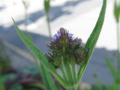 Verbena bonariensis