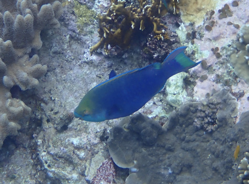 Scarus prasiognathos