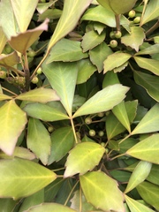 Pseudopanax discolor