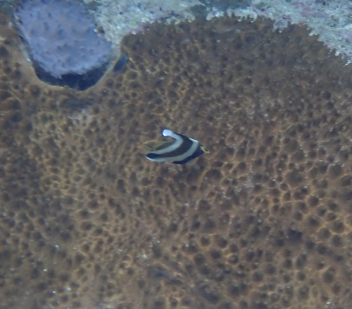 Heniochus chrysostomus