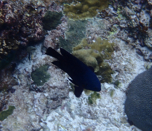 Neoglyphidodon melas