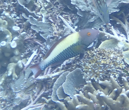 Cetoscarus ocellatus