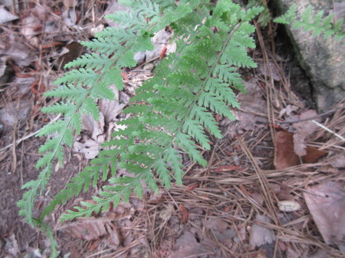 Dennstaedtia hirsuta iNat (2)