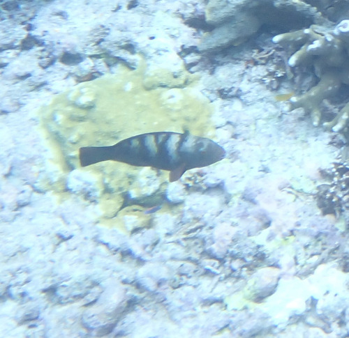 Chlorurus bleekeri