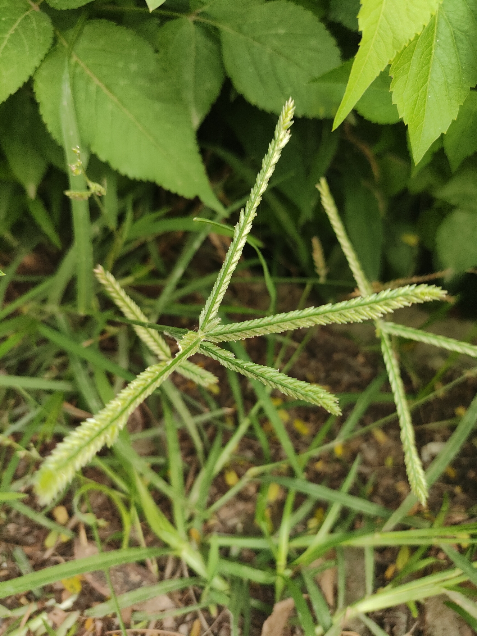 Eleusine indica (Eleusine indica)