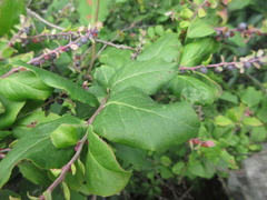 Vaccinium oldhamii