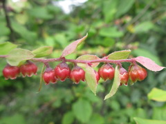 Vaccinium oldhamii