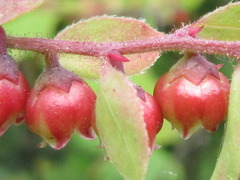 Vaccinium oldhamii