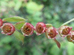 Vaccinium oldhamii