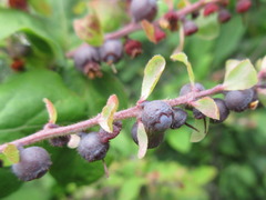 Vaccinium oldhamii