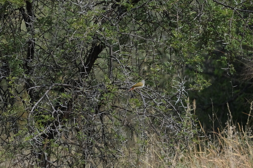 Green-winged Pytilia (Pytilia melba), photo 9