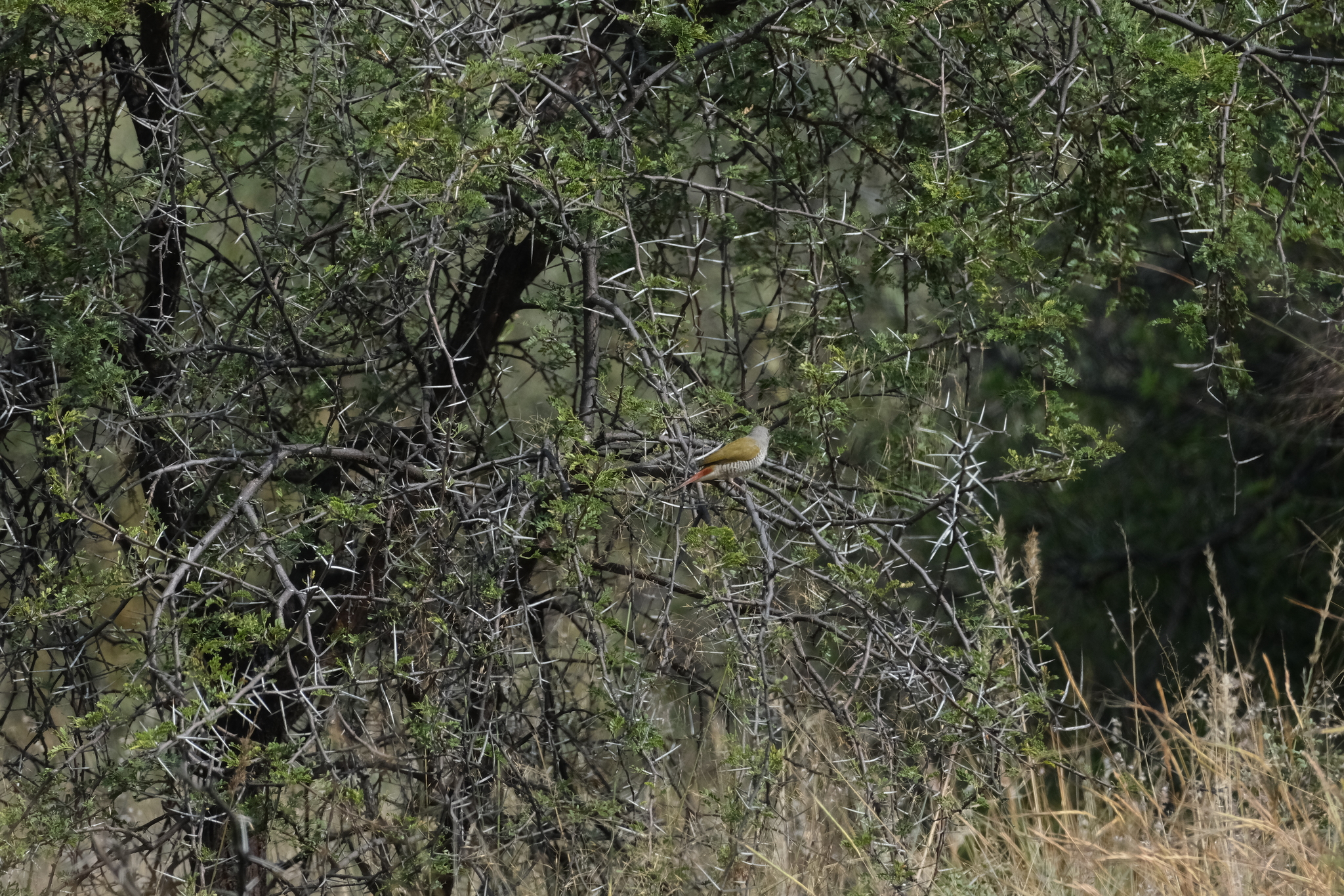 Green-winged Pytilia (Pytilia melba), photo 9