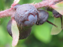 Vaccinium oldhamii