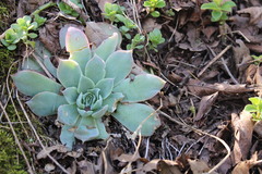 Echeveria simulans