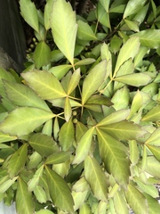 Pseudopanax discolor