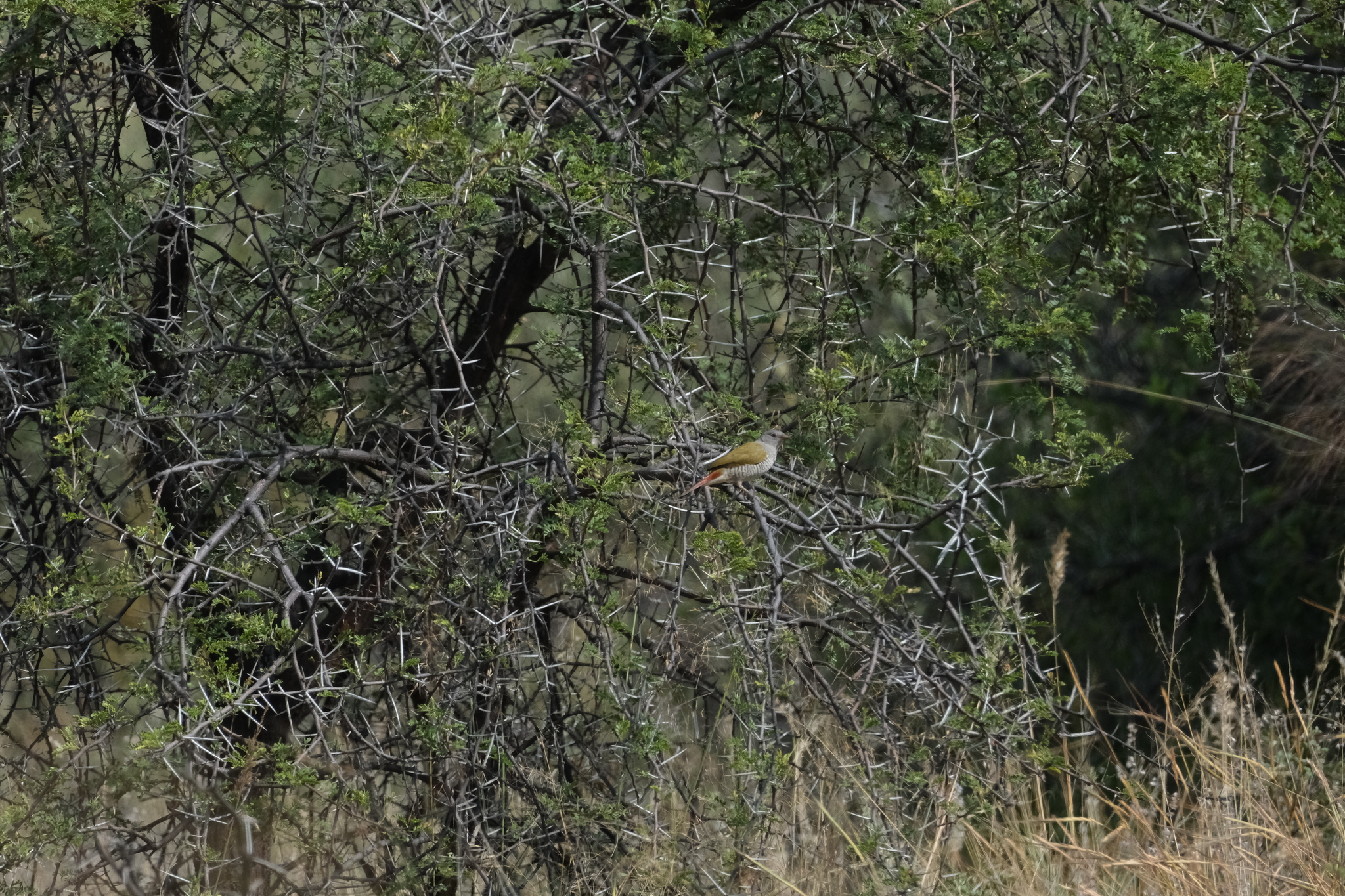 Green-winged Pytilia (Pytilia melba), photo 10