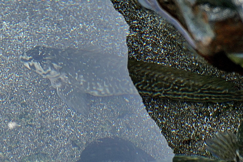 Parablennius parvicornis