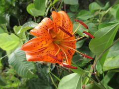 Lilium lancifolium