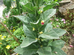 Verbascum thapsus