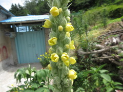 Verbascum thapsus