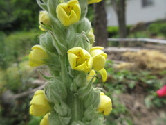 Verbascum thapsus