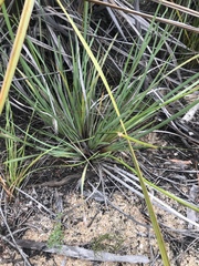 Patersonia occidentalis