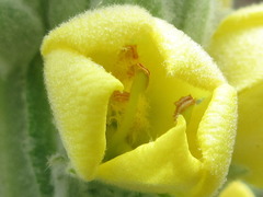 Verbascum thapsus