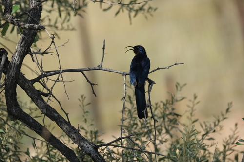 Common Scimitarbill (Rhinopomastus cyanomelas), photo 8