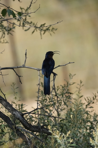 Common Scimitarbill (Rhinopomastus cyanomelas), photo 9