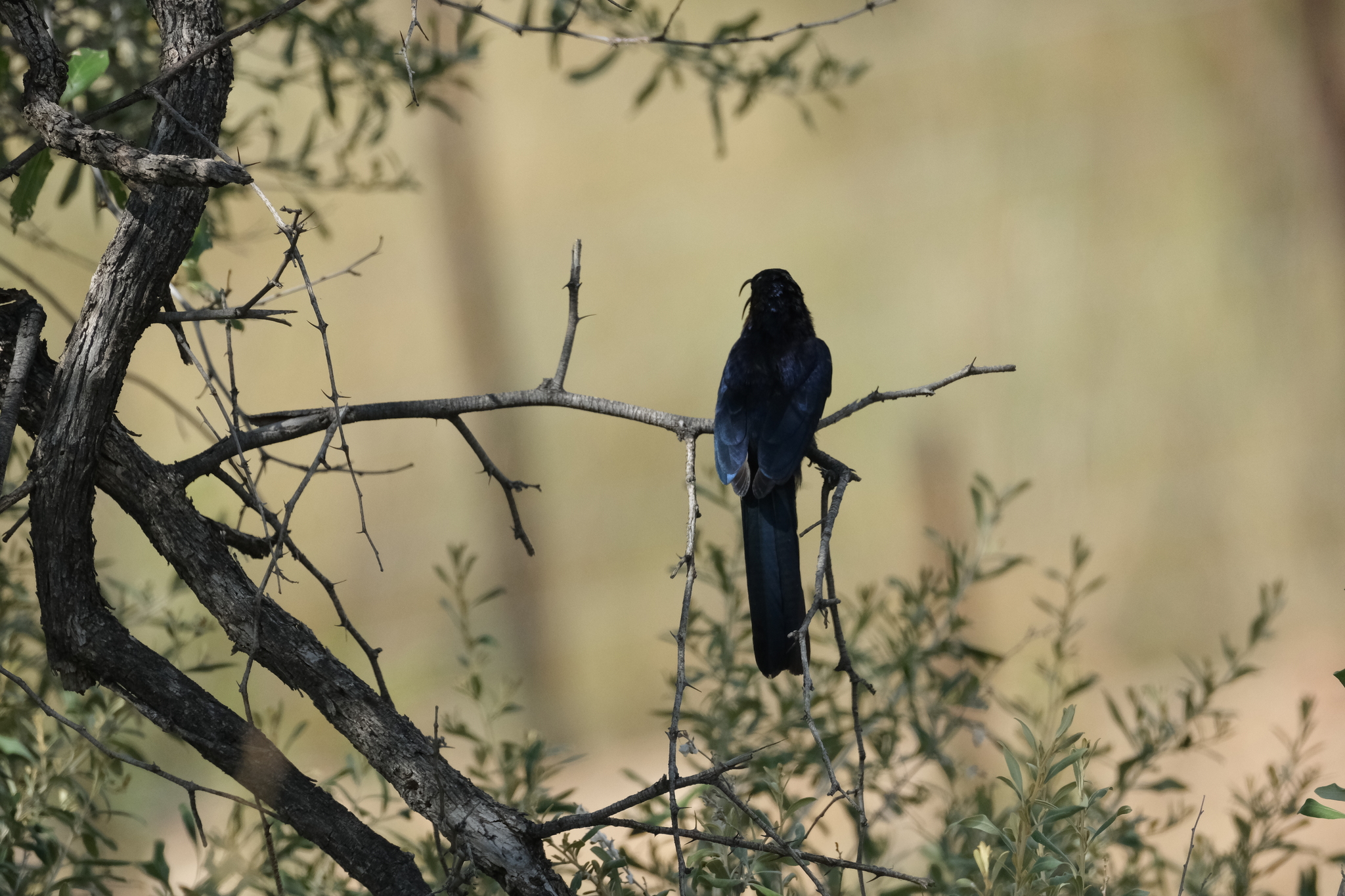 Common Scimitarbill (Rhinopomastus cyanomelas), photo 10