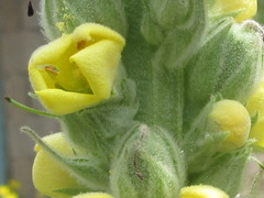 Verbascum thapsus