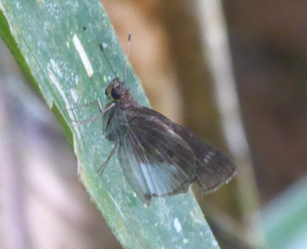 Cymaenes albiventris