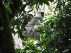 Semnopithecus schistaceus