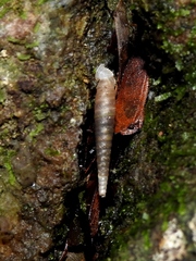 Brachypodella subtilis