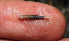 Brachypodella subtilis