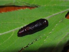 Hypena cyanea
