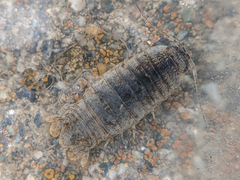 Cymothoida