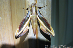 Xylophanes pyrrhus