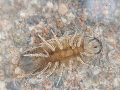 Cymothoida