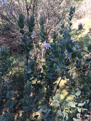 Arctostaphylos auriculata